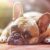 dog-1224267_1920